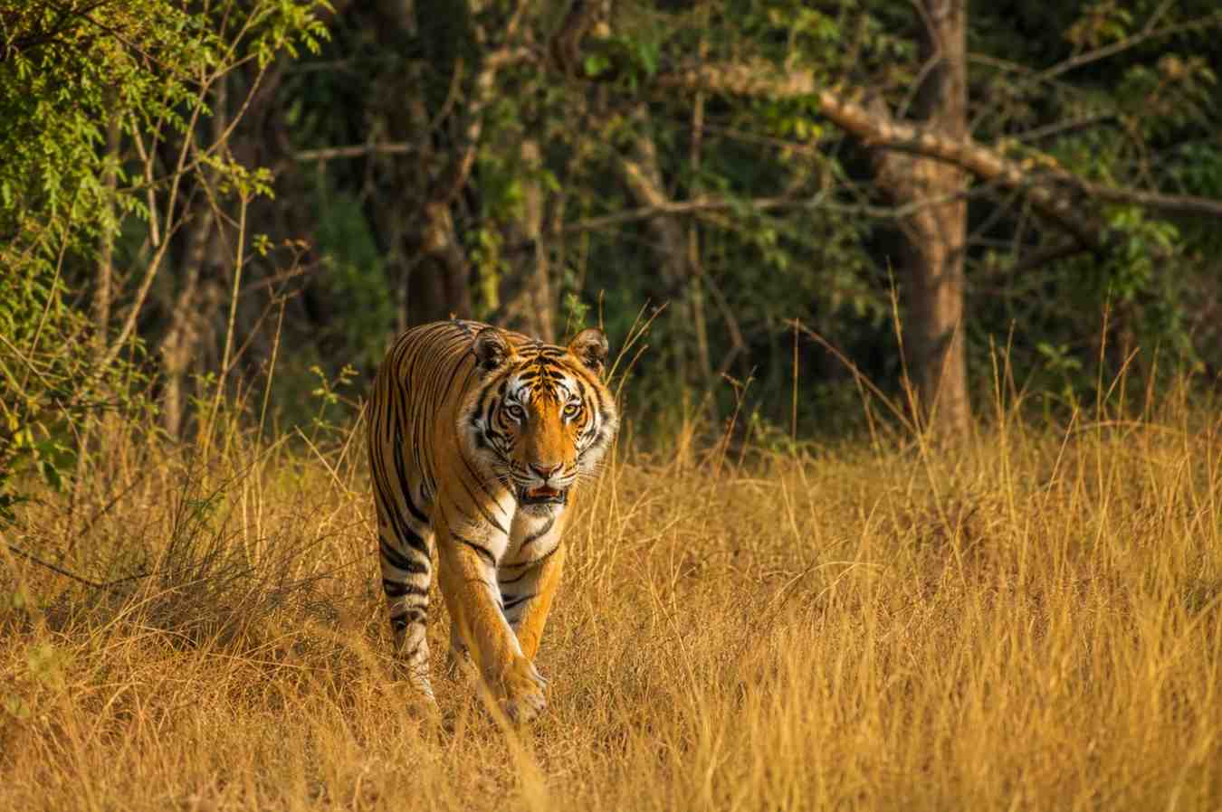 Jim Corbett & Nainital 4 Days Wildlife Package domestic package