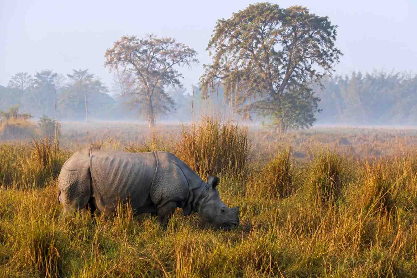 Kaziranga & Guwahati 4 Days Wildlife Package domestic package